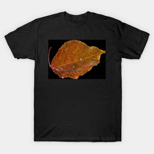 Small Leaf T-Shirt by mariola5